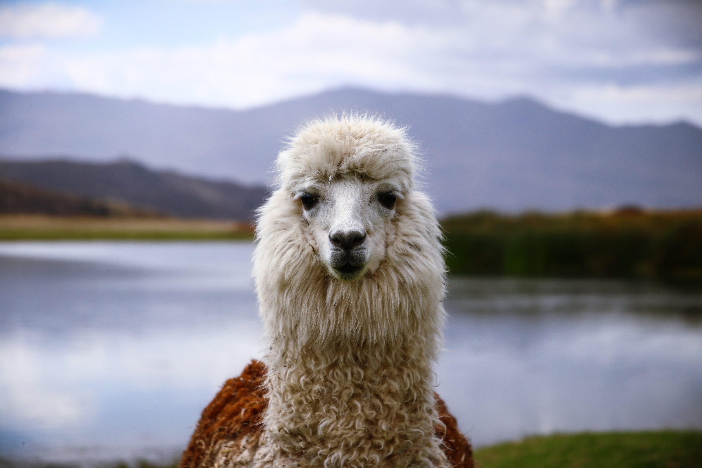 ペルーには アルパカやリャマ以外の動物がいるの どんな動物 タキータblog